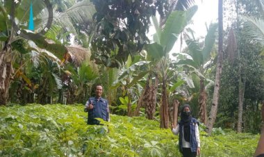 Miris!, Petani Porang di Indonesia Merasa Dikibuli