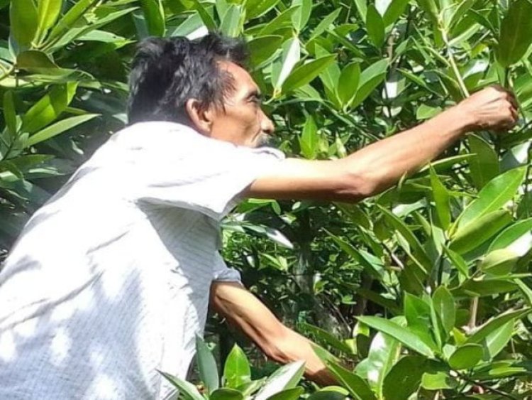 SIAPA BANTU PEDULI ?! Relawan selamatkan lingkungan Tanam Ribuan Mangrove