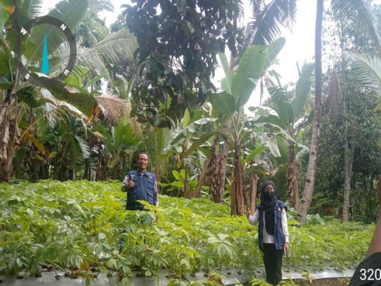 Miris!, Petani Porang di Indonesia Merasa Dikibuli
