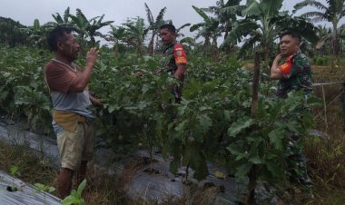 Beri Motivasi Kepada Petani, Babinsa Mapurujaya Membantu Merawat Tanaman Terong