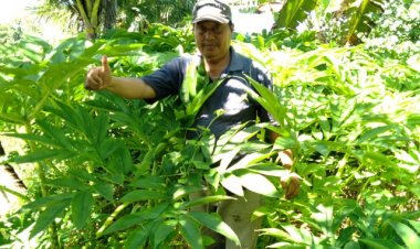 Revitalisasi IKM Porang di Pandeglang Akan Disampaikan Kepada Presiden RI oleh Dewan Pembina P3RI