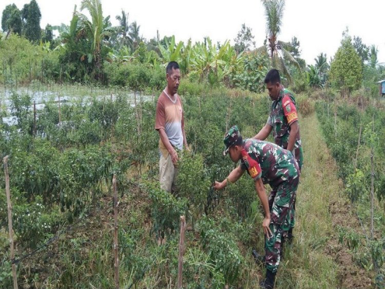 Melalui Komsos, Babinsa Koramil 1710-07/Mapurujaya Beri Dukungan Serta Motivasi Kepada Petani di Wilayah Binaan