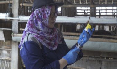 Disnakkan Boyolali Lakukan Pemeriksaan Antemortem Untuk Hewan Kurban