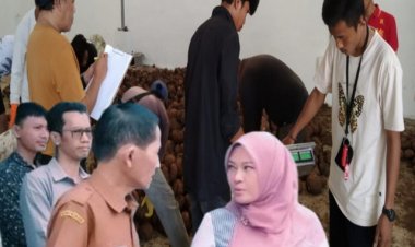 BUMD-PBM Gagal dalam Menjalankan Amanat Bupati Pandeglang pada Pengelolaan SIKM Porang