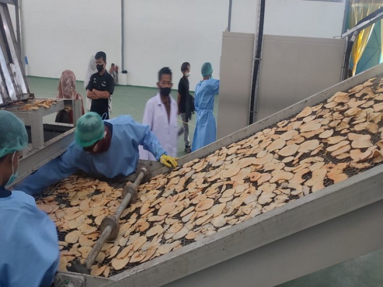 4 Hari Uji Petik, Pabrik Pengolahan Porang di Pandeglang Diklaim Sempurna