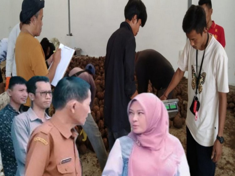 BUMD-PBM Gagal dalam Menjalankan Amanat Bupati Pandeglang pada Pengelolaan SIKM Porang