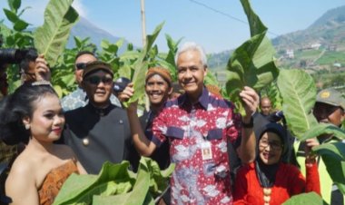 Petani Lereng Merbabu Boyolali Awali Panen Tembakau