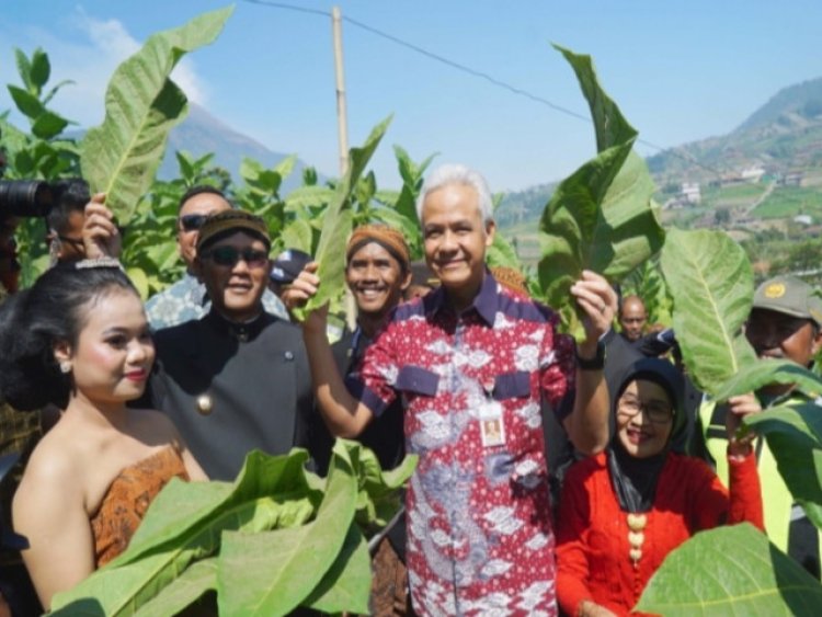 Petani Lereng Merbabu Boyolali Awali Panen Tembakau  