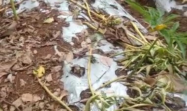 Dampak Elnino Petani Porang Pandeglang Merugi