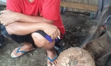 Dampak Elnino!!! pentani Porang Di kabupaten Pandeglang gagal panen dan mencapai kerugian sangat besar, dinas pertanian di minta turun tangan