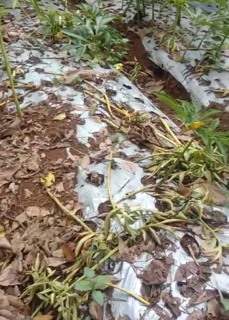 Dampak Elnino Petani Porang Pandeglang Merugi