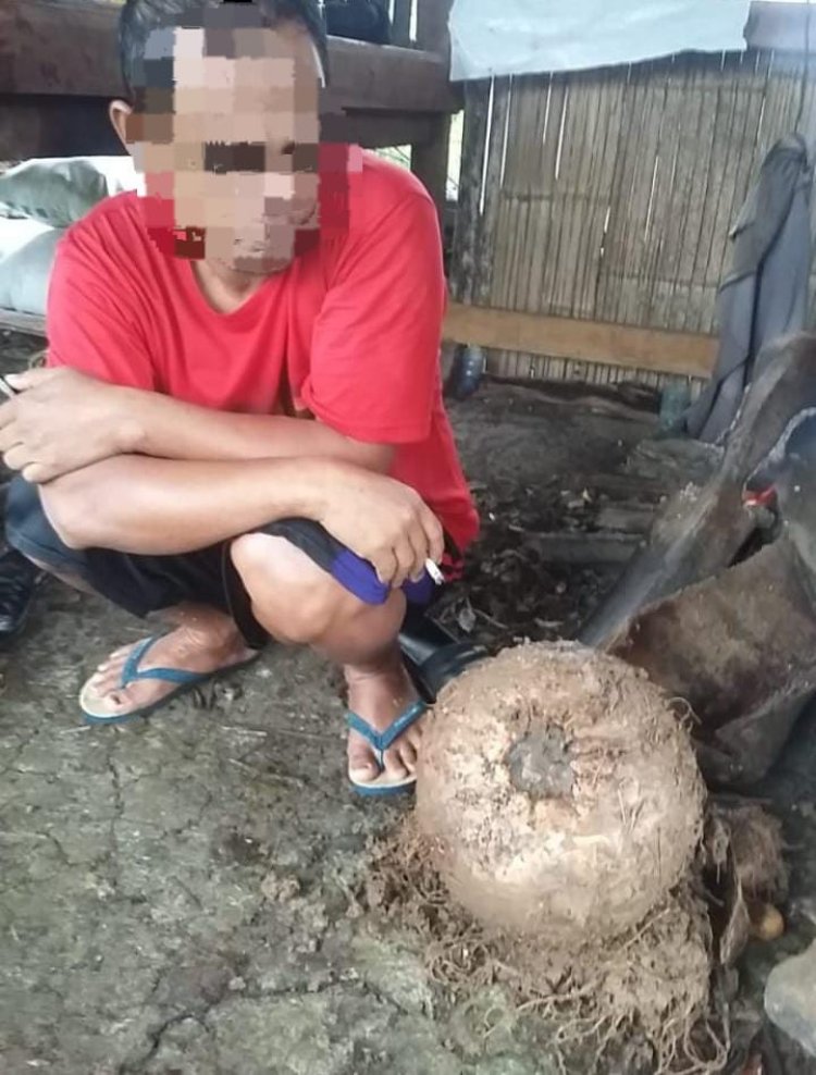 Dampak Elnino!!! pentani Porang Di kabupaten Pandeglang gagal panen dan mencapai kerugian sangat besar, dinas pertanian di minta turun tangan