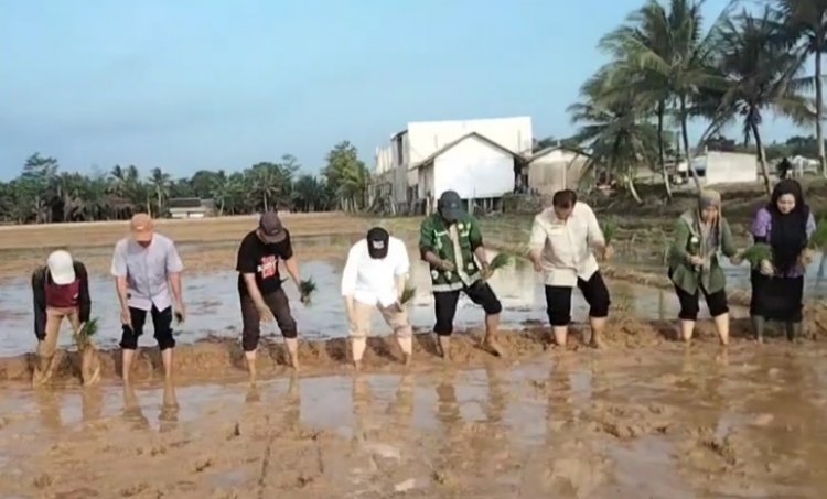 Gerakan Percepatan Tanam Padi Sawah di Kecamatan Mujul Kabupaten Pandeglang Oleh Staf Ahli Mentri Pertanian Bidang Investasi