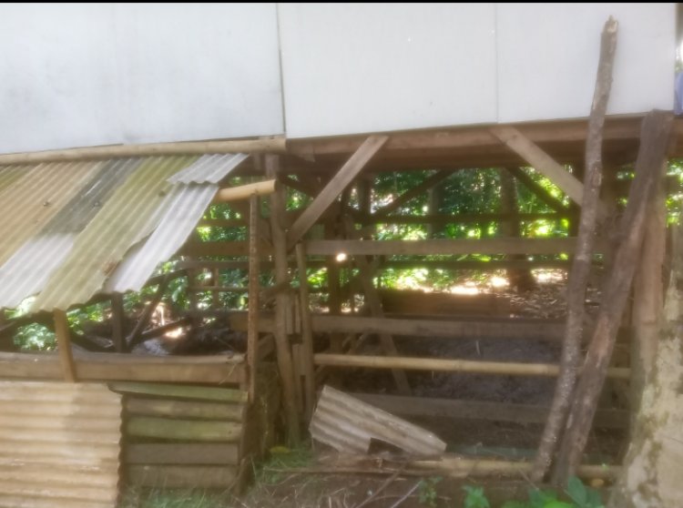 Diduga Ada Kolaborasi Busuk Antara PLD, BPD & Pihak Kecamatan Terkait Hewan Ternak Program Ketapang Desa Kananga Yang Raib.