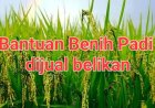 Dikecamatan Angsana, Bantuan Benih Padi Diduga Dikomersilkan & Digelapkan, DPC AMIRA Pandeglang Akan Layangkan Lapdu