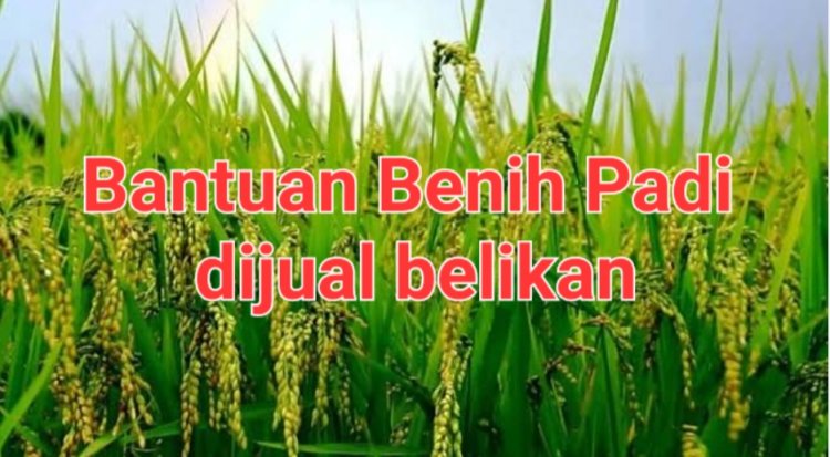 Dikecamatan Angsana, Bantuan Benih Padi Diduga Dikomersilkan & Digelapkan, DPC AMIRA Pandeglang Akan Layangkan Lapdu