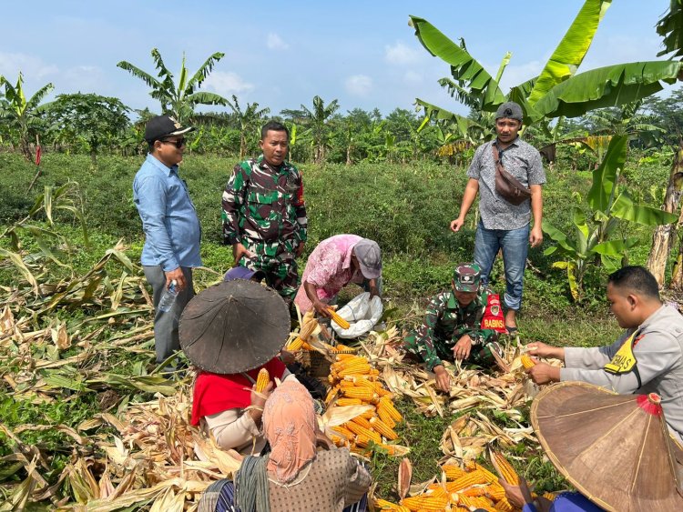 Kapolsek Cikedal Panen Raya Jagung, Sukseskan Program Ketahanan Pangan Nasional