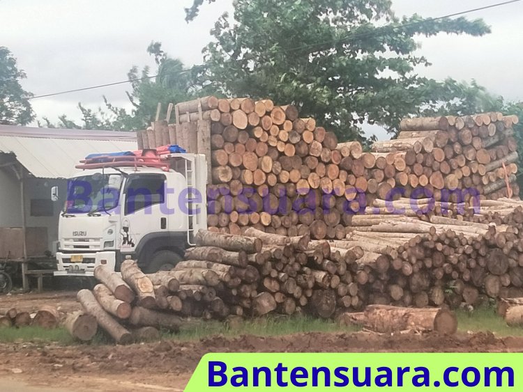 Kayu Gelondongan Berserakan di Carita, Aparat Diminta Turun Tangan