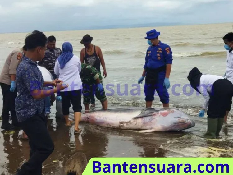 Paus Kogia Ditemukan Terdampar di Pantai Karoeng Pandeglang