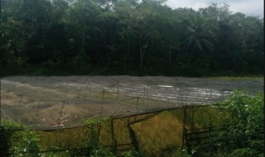 Realisasi Dana Ratusan Juta, Program BUMDES Majau Saketi Diduga Malapraktik