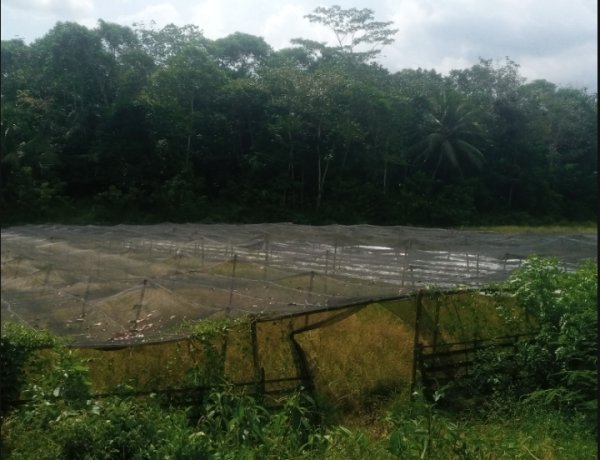 Realisasi Dana Ratusan Juta, Program BUMDES Majau Saketi Diduga Malapraktik