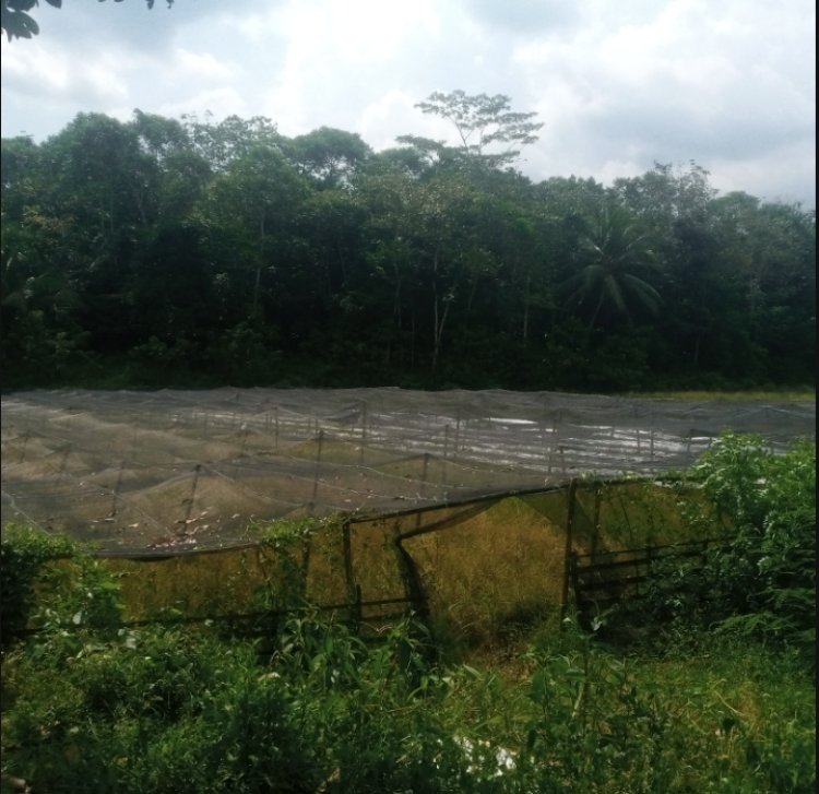 Realisasi Dana Ratusan Juta, Program BUMDES Majau Saketi Diduga Malapraktik