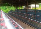 Kondisi Kandang Dan Kolam BUMDES "Berkah Sari" Masih Kosong Ini Kata Tim Pengawas