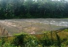 Program KETAPANG Ratusan Juta Di Saketi Gagal, Lahan Dipenuhi Rumput Liar