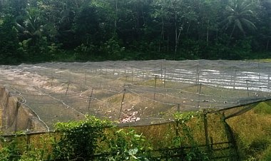 Program KETAPANG Ratusan Juta Di Saketi Gagal, Lahan Dipenuhi Rumput Liar