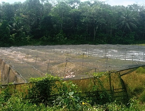 Program KETAPANG Ratusan Juta Di Saketi Gagal, Lahan Dipenuhi Rumput Liar