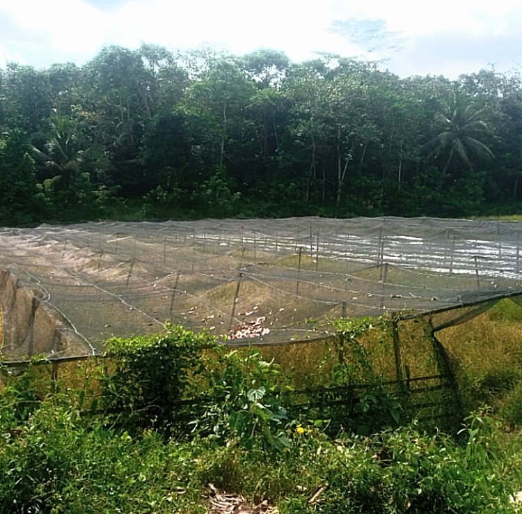 Program KETAPANG Ratusan Juta Di Saketi Gagal, Lahan Dipenuhi Rumput Liar